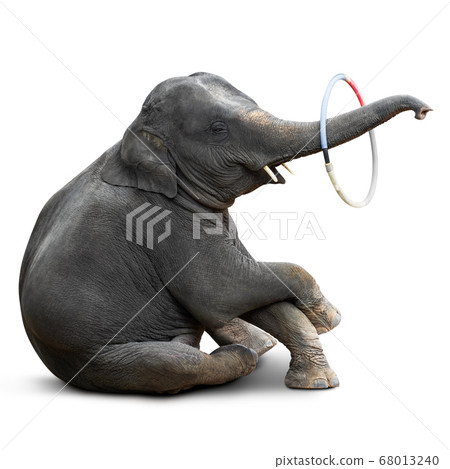 Elephant playing hulahoop 68013240