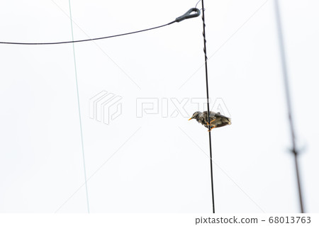 Starling staying on the wire Starling staying on the wire 68013763