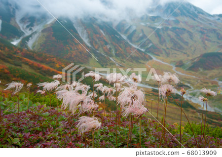Autumn leaves of the Tateyama mountain range and alpine tingulum 68013909
