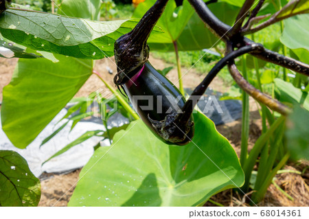 Cultivation of eggplant in the vegetable garden, eggplant fruit Cultivation of eggplant in the vegetable garden, eggplant fruit 68014361