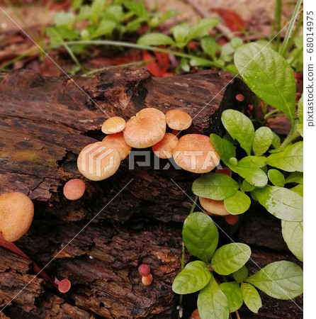 The orang brown mushrooms grow on a log near green bean leaves The orang brown mushrooms grow on a log near green bean leaves 68014975