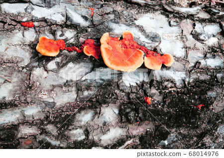 The orange color mushroom grow on the wood log The orange color mushroom grow on the wood log 68014976
