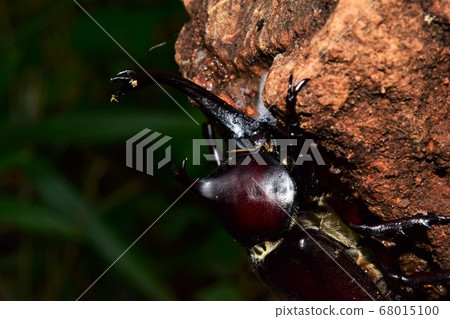 Beetle up Beetle up 68015100