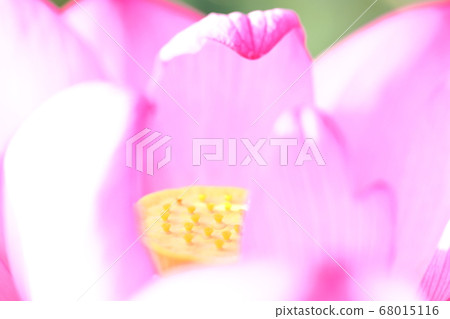 日本的蓮花 日本的蓮花 68015116