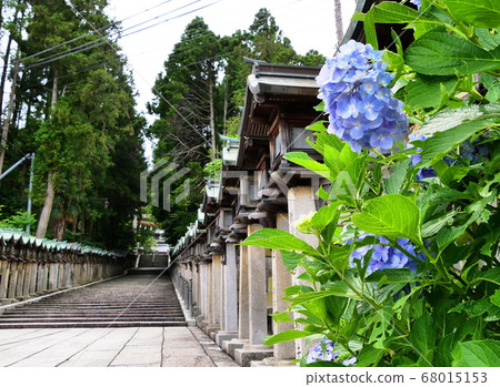 Nara, Ikoma City, Hozanji Temple, lanterns and hydrangeas lined up in the approach to the approach (summer) 68015153