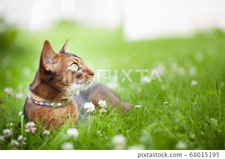 Abyssinian cat in collar, lying in juicy green grass. High quality advertising stock photo. Pets walking in the summer, space for text 68015195