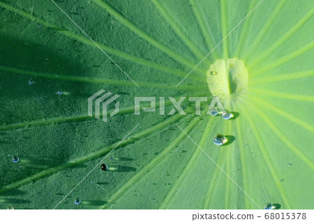 荷葉 68015378