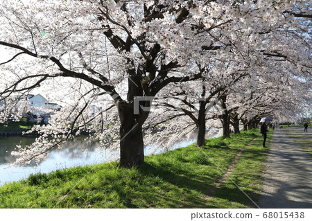 Sa玉縣蓮田市元首河沿岸的櫻花盛開 68015438