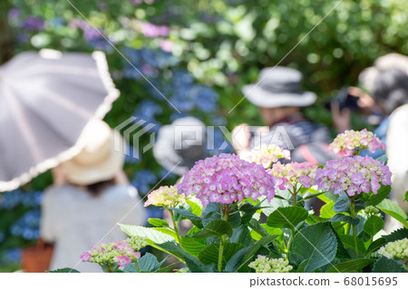 Hydrangea flowers in Sankeien Hydrangea flowers in Sankeien 68015695