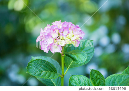 Hydrangea flowers in Sankeien 68015696
