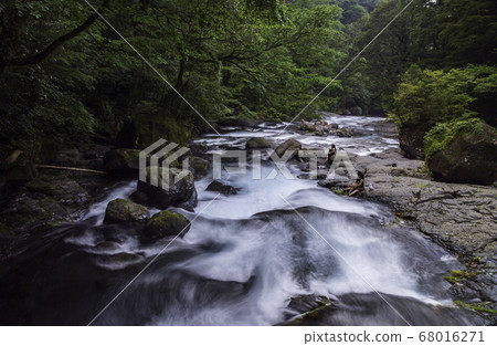 Scenery of clear stream flowing in Kikuchi valley in early summer Scenery of clear stream flowing in Kikuchi valley in early summer 68016271