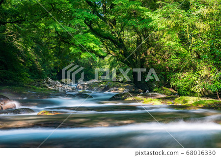 初夏在菊池谷流動的清澈溪流的風景 初夏在菊池谷流動的清澈溪流的風景 68016330