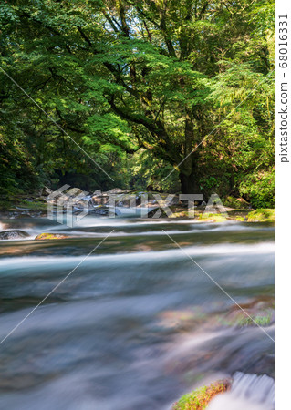 Scenery of clear stream flowing in Kikuchi valley in early summer Scenery of clear stream flowing in Kikuchi valley in early summer 68016331