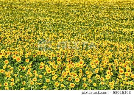 向日葵 向日葵 68016368