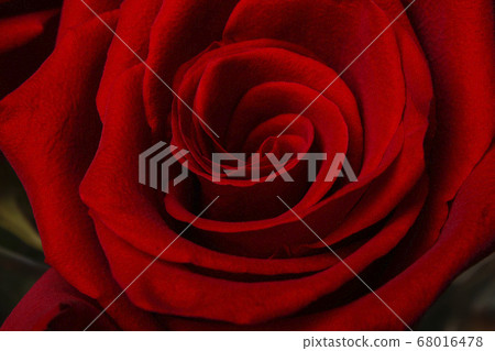 Red rose Red rose 68016478