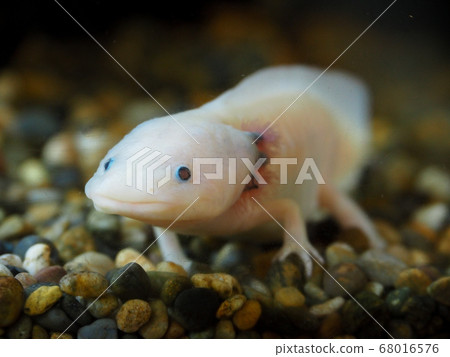 活套 活套 68016576