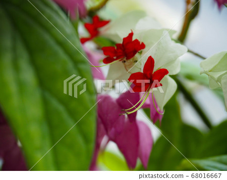 Genpeikazura 68016667