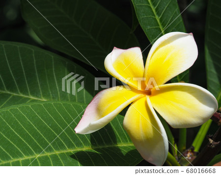 Plumeria 68016668