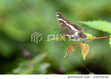 Asamama Ichimonji 68016826