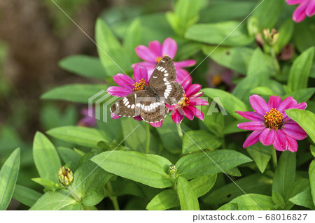 Asamama Ichimonji 68016827