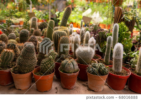 Shop home plants cacti of different shapes in 68016888
