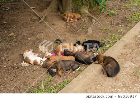 A flock of street puppies sleep on the ground in A flock of street puppies sleep on the ground in 68016917