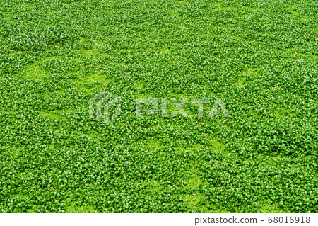 Lake covered with green plants, duckweed close up 68016918