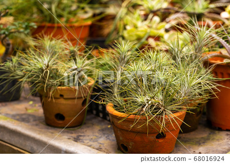 Coniferous trees in pots. Flower and plant shop 68016924