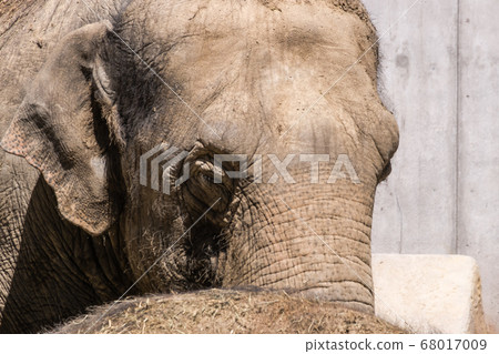 closeup of the face of a female Asian elephant, Elephas maximus. closeup of the face of a female Asian elephant, Elephas maximus. 68017009
