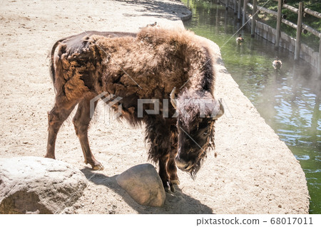 Adult American bison, Bison bison, walking and changing hair Adult American bison, Bison bison, walking and changing hair 68017011