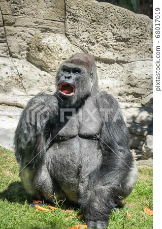 closeup of an adult male gorilla back silver 68017019