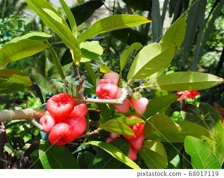 Jawahofomomo 68017119