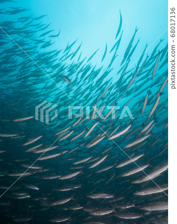 barracuda, fish, fishes 68017136
