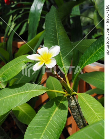 Plumeria 68017160