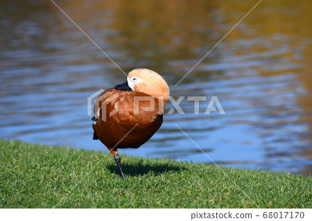 Duckling stands on one leg with closed eyes 68017170