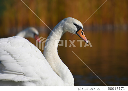 The pair of white swans 68017171