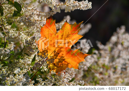 The bright red maple leaf closeup 68017172