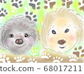 兩隻灰色和奶油色的玩具貴賓犬 68017211
