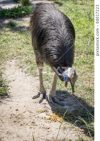 adult cassowary, southern cassowary, walking and looking around 68017223