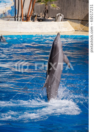 Dolphin adult jumping and playing in the water, Delphinidae Dolphin adult jumping and playing in the water, Delphinidae 68017231