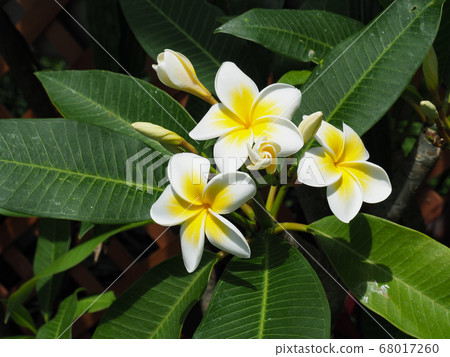 Plumeria Plumeria 68017260