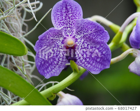 班達亞齊 68017427