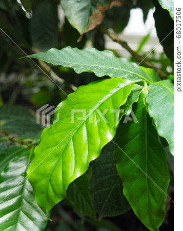 Coffee tree 68017506