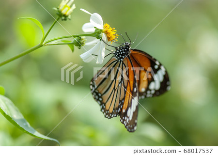 Suejigoro Kabamadara 68017537