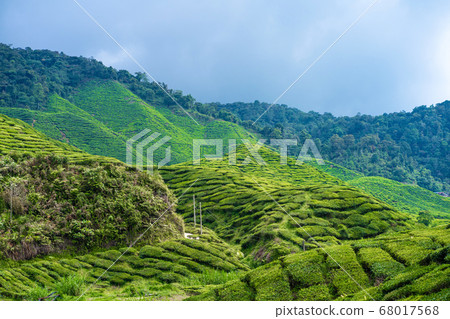 Tea plantations Cameron Valley. Green hills in the Tea plantations Cameron Valley. Green hills in the 68017568