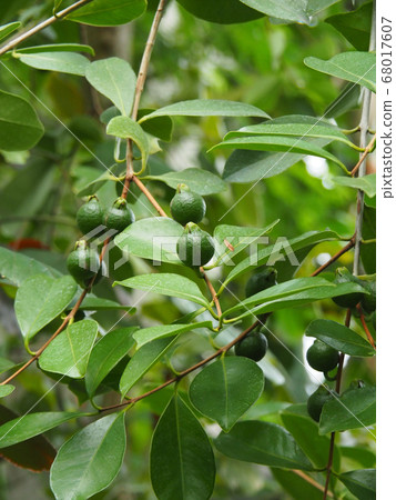 Kimino Bungilow Kimino Bungilow 68017607