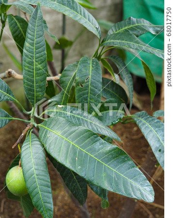mango  68017750