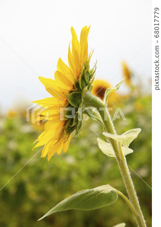 Picture with sunflowers-ひまわり Sunflower Embrace | Paint by Numbers Kit by Craftoria
