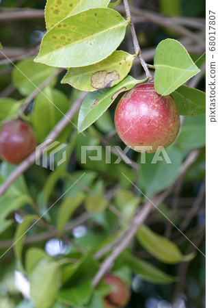 山茶花種子 山茶花種子 68017807