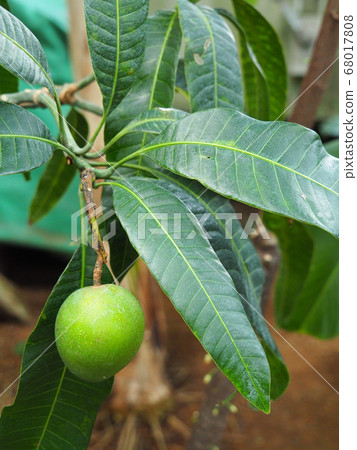 芒果 芒果 68017808